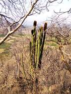 Image of Grenadier's Cap Cactus