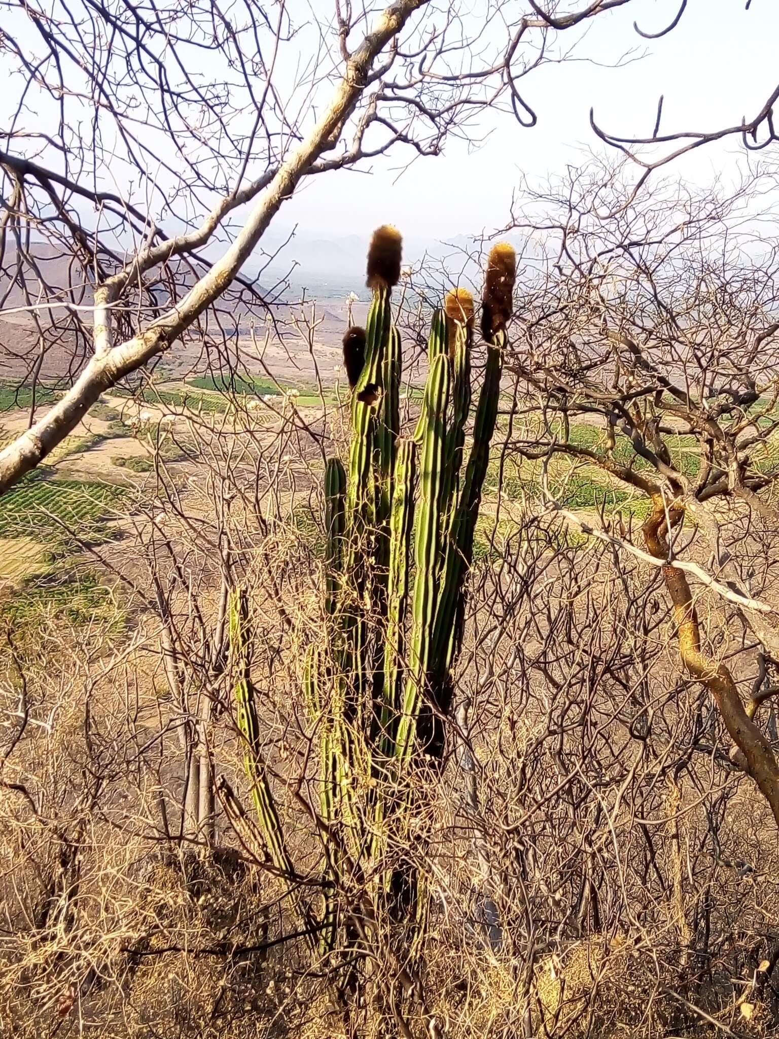 Image of Grenadier's Cap Cactus