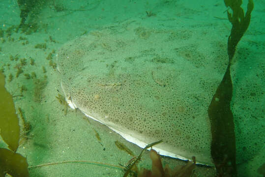 Image de Ange de mer du Pacifique