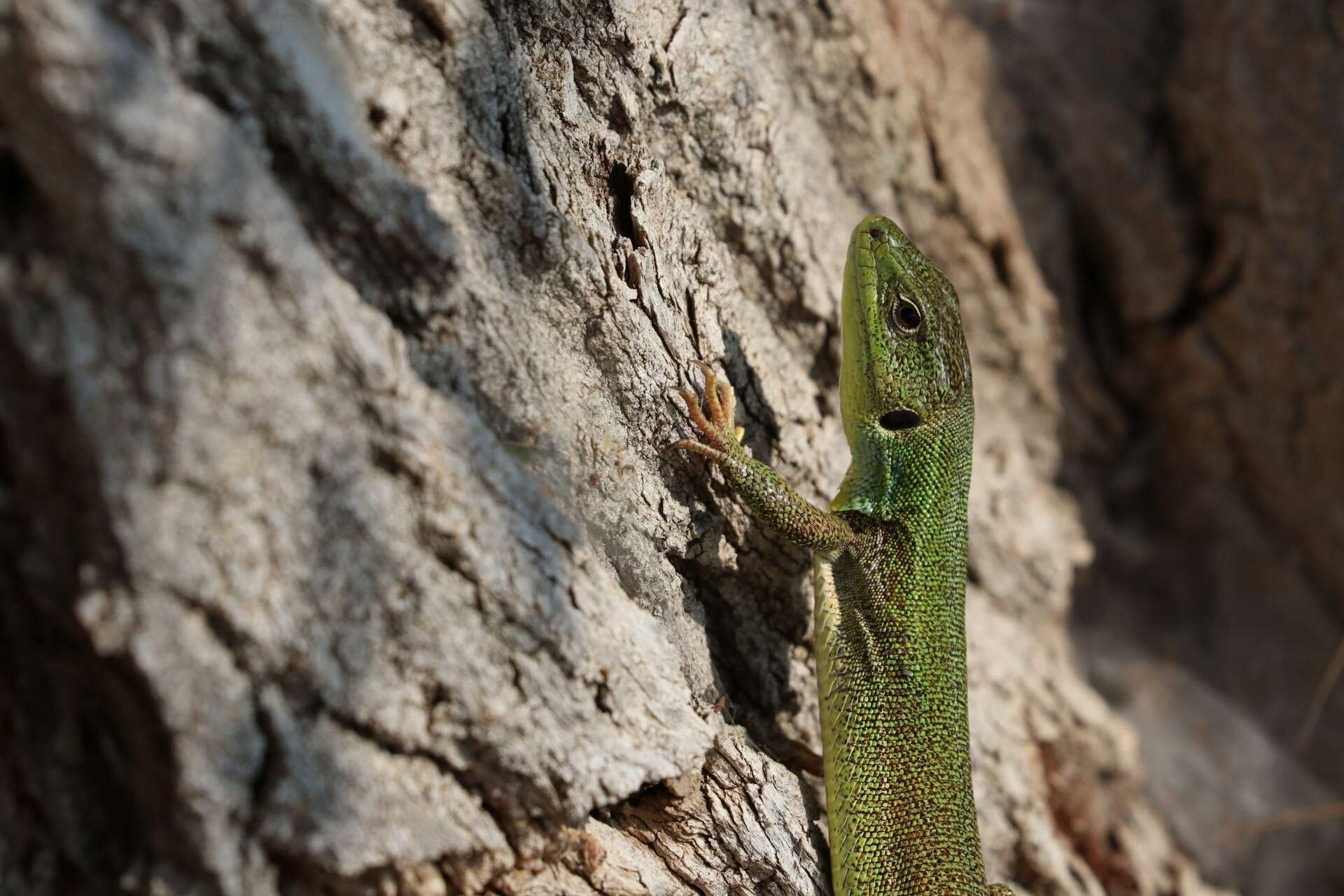 Image de Lacerta diplochondrodes