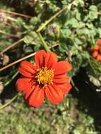 صورة Tithonia rotundifolia (P. Mill.) Blake