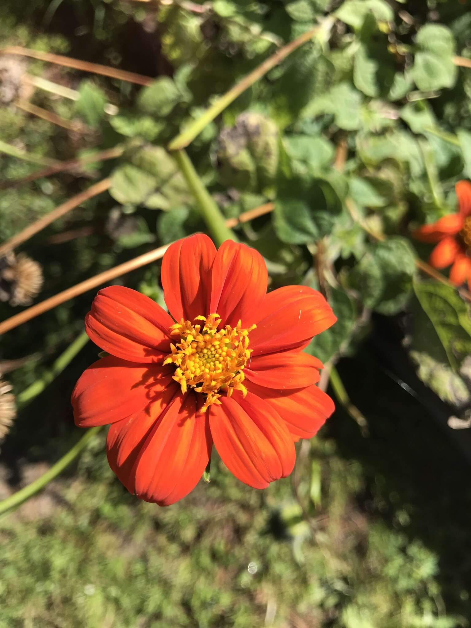 صورة Tithonia rotundifolia (P. Mill.) Blake