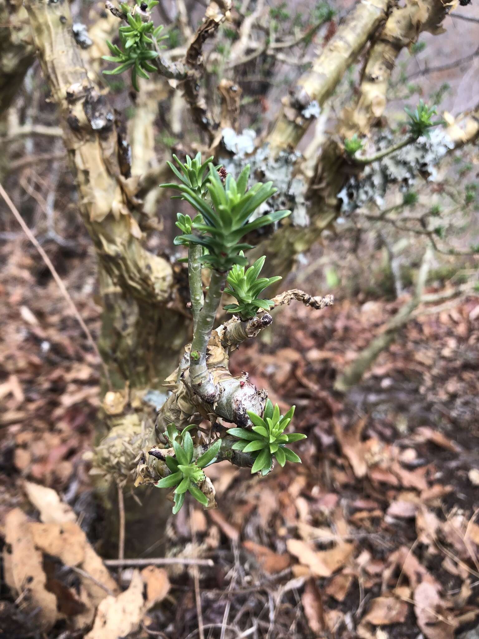 Sedum frutescens Rose的圖片