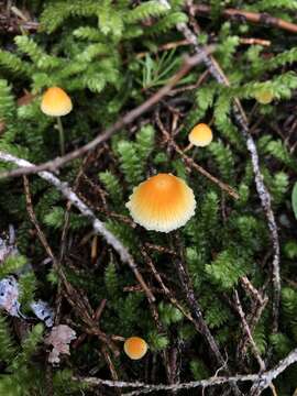 Atheniella aurantiidisca (Murrill) Redhead, Moncalvo, Vilgalys, Desjardin & B. A. Perry 2012 resmi