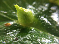 Image of Witch Hazel Cone Gall Aphid