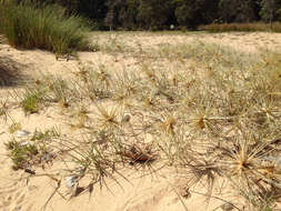 Sivun Spinifex hirsutus Labill. kuva