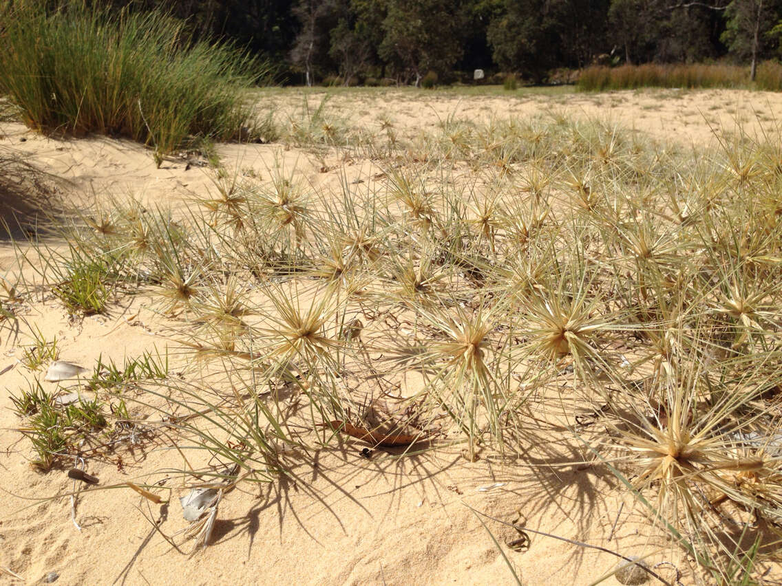 Sivun Spinifex hirsutus Labill. kuva