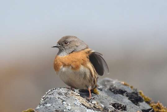 Imagem de Prunella rubeculoides (Moore & F 1854)