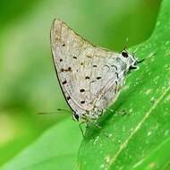 Image of Pseudolycaena marsyas (Linnaeus 1758)