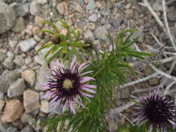 Image de Gypothamnium pinifolium Phil.