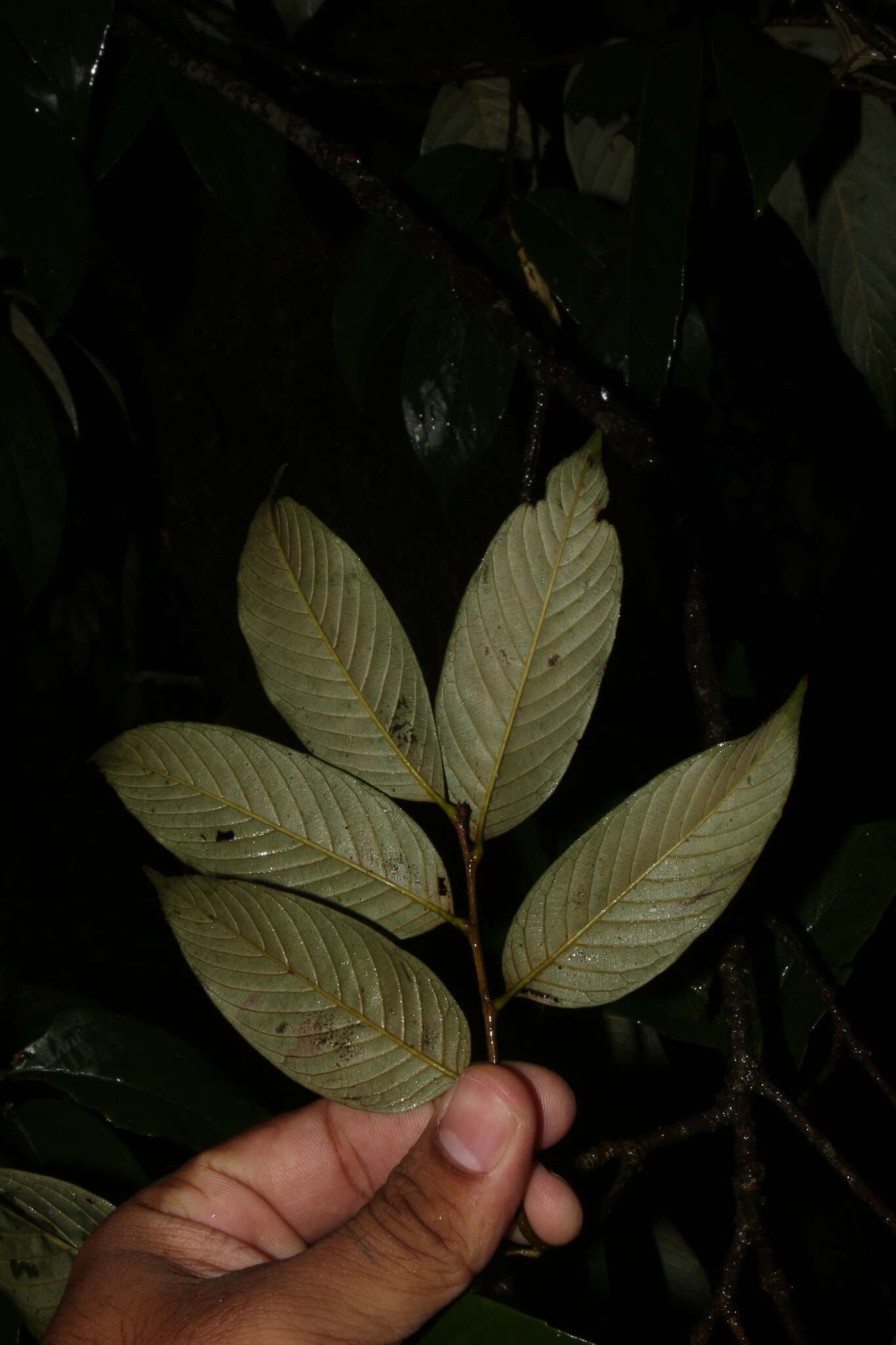 Imagem de Quercus lamellosa Sm.