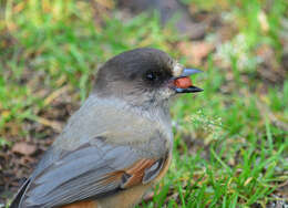 Image of Siberian Jay