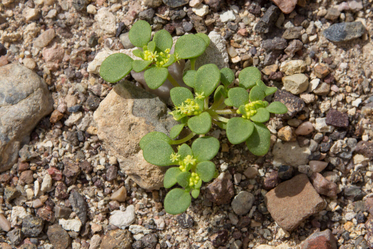 Gilmania luteola (Coville) Coville resmi