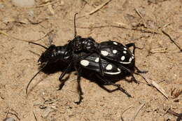 Plancia ëd Anthia (Termophilum) duodecimguttata Bonelli 1813