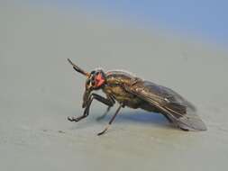 Image of Chrysops niger Macquart 1838