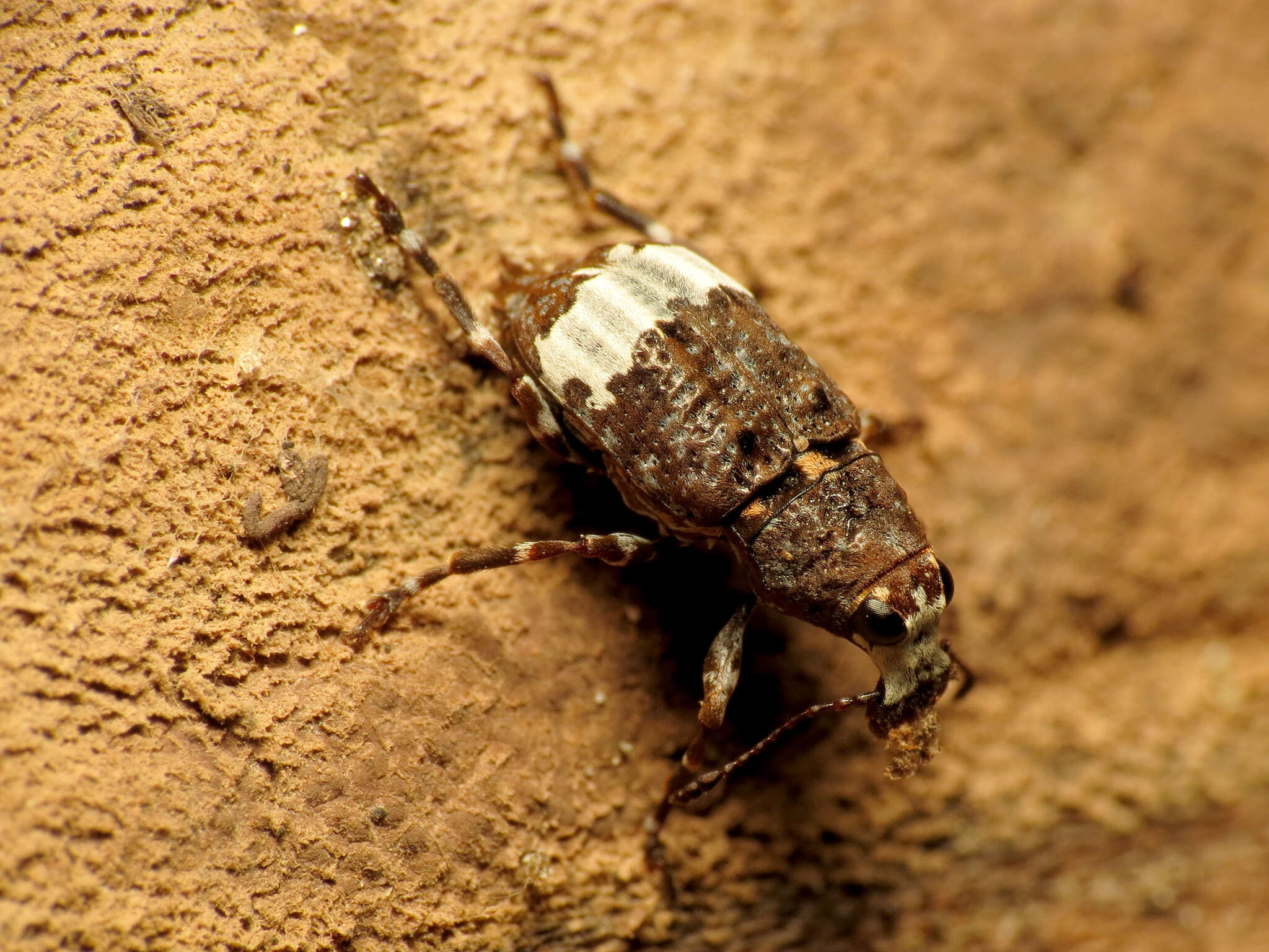 صورة Eurymycter fasciatus (Olivier 1795)