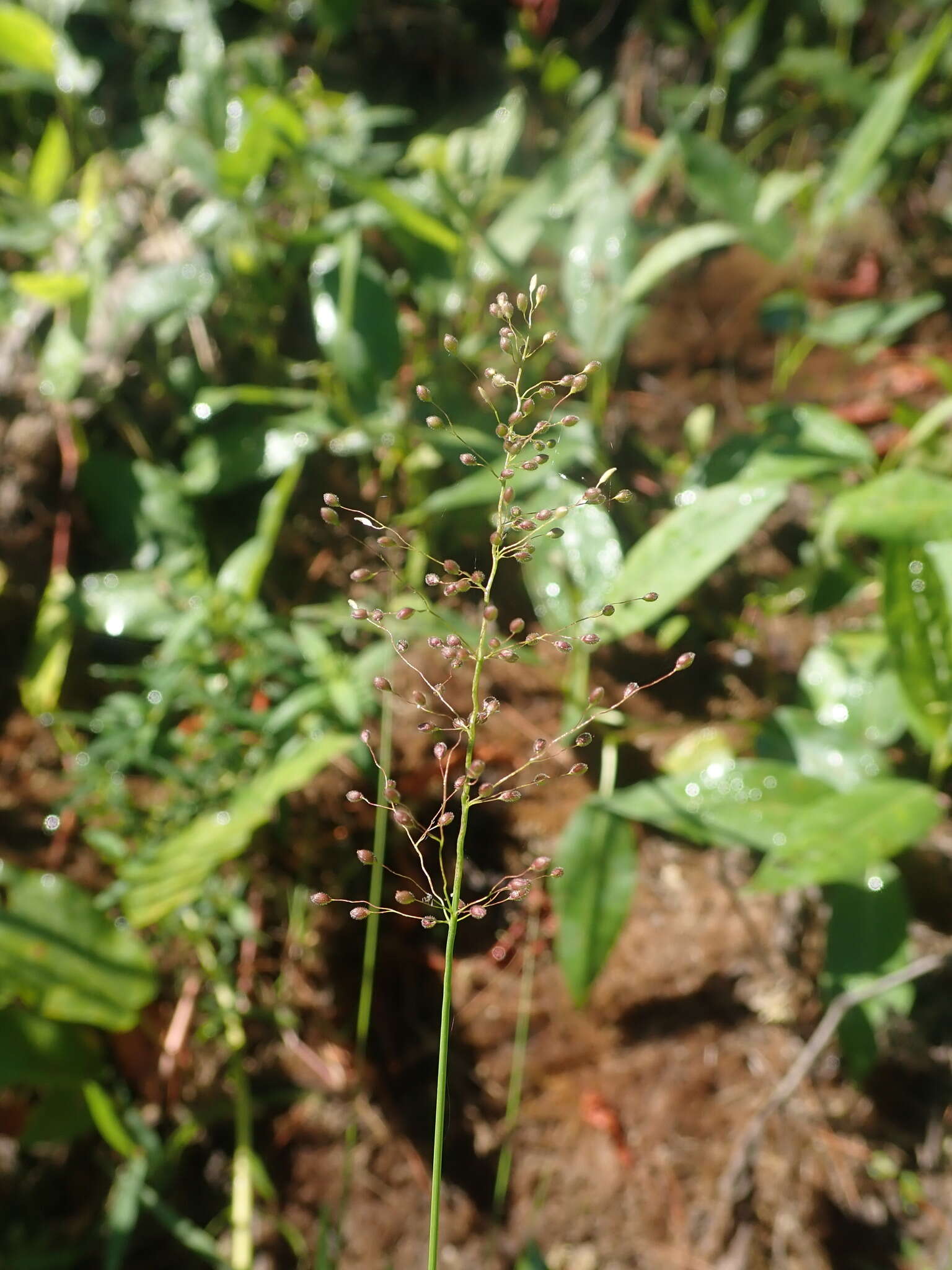 Panicum acuminatum var. densiflorum (E. L. Rand & Redfield) Lelong的圖片