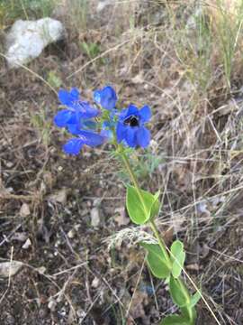 Image of Blue Penstemon