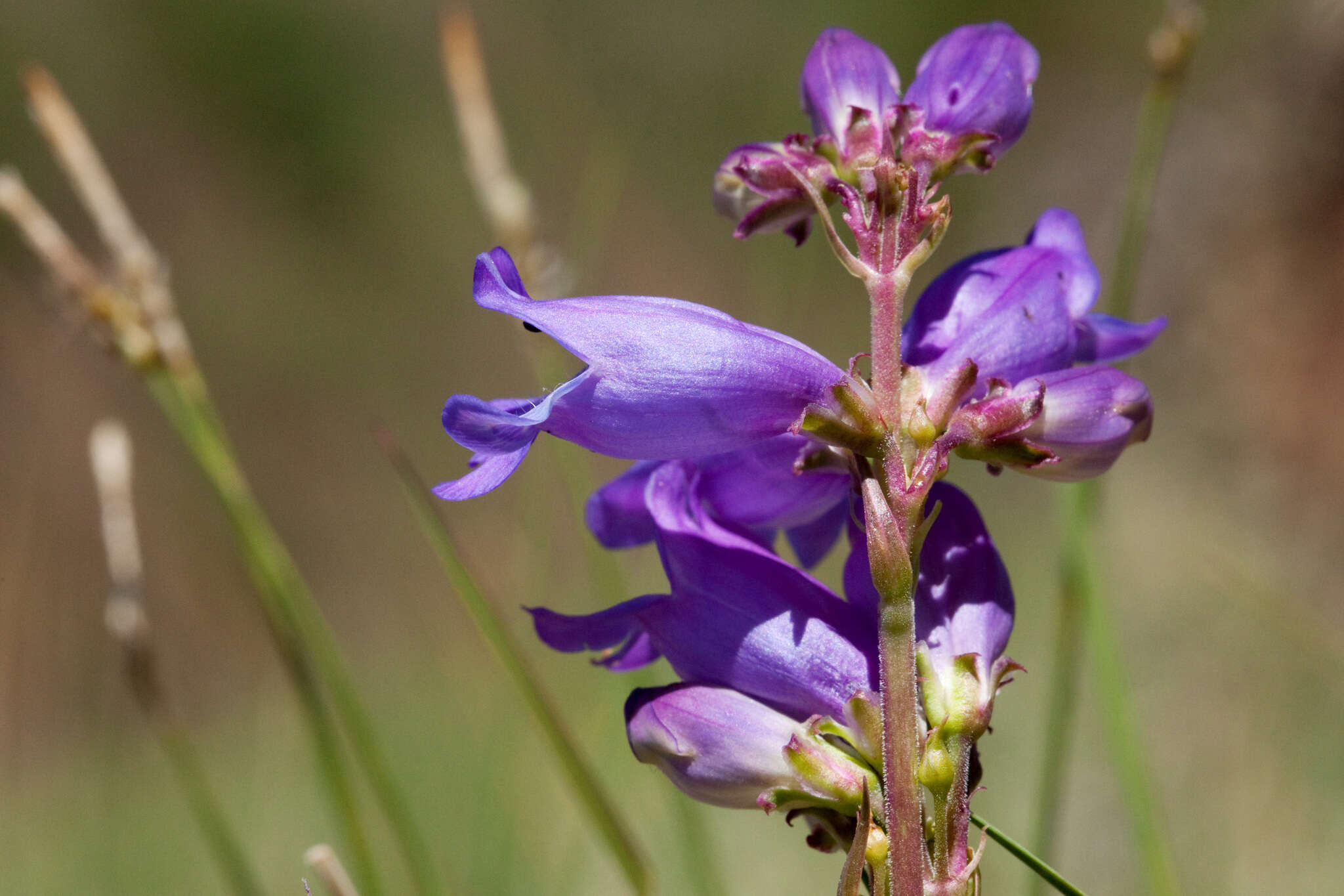 Image of Mt. Graham beardtongue