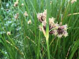 Image of cosmopolitan bulrush