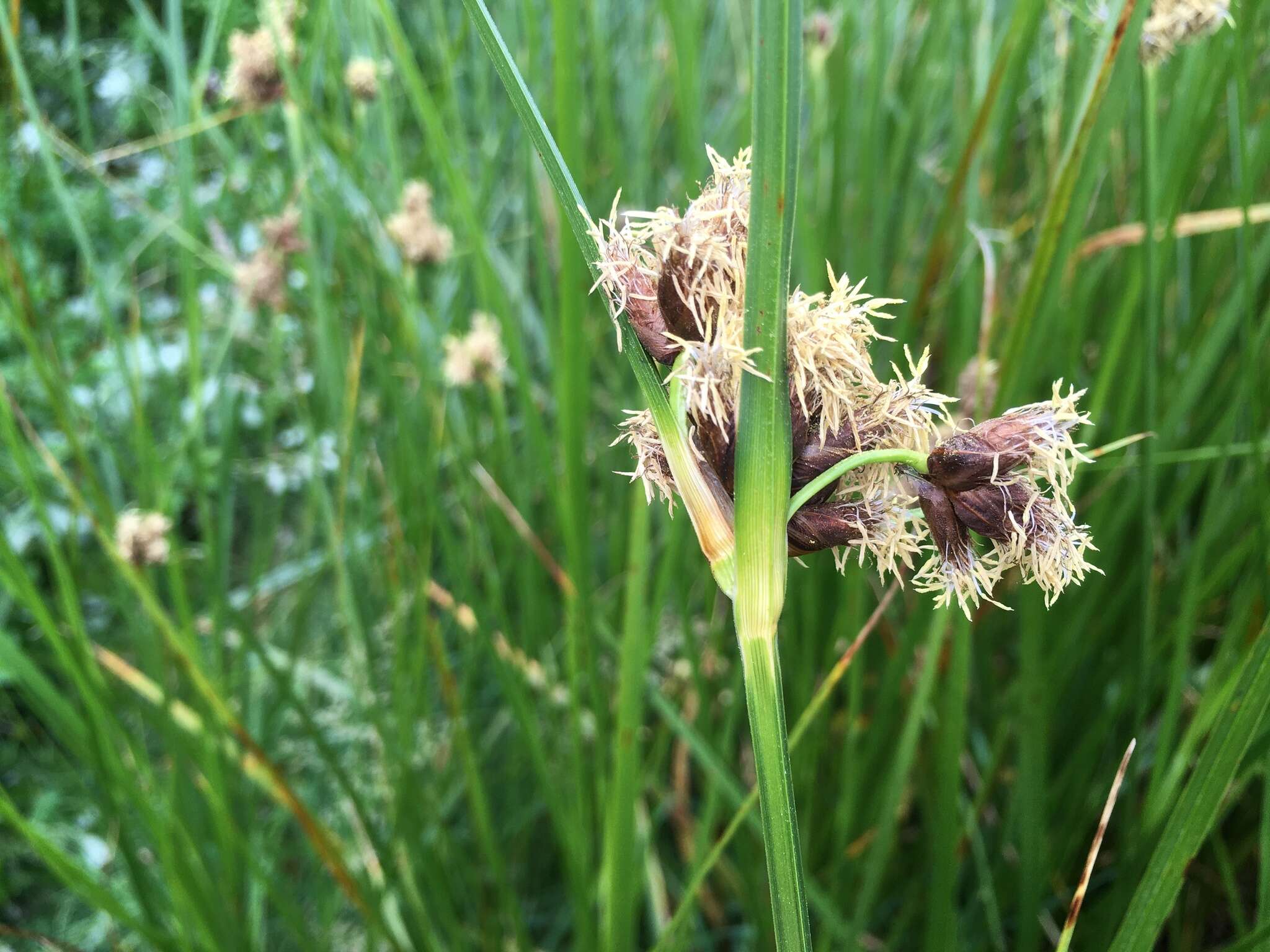 Image of cosmopolitan bulrush