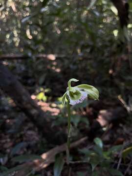 Image of hooded orchid