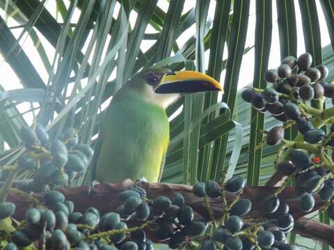 Image of Emerald Toucanet