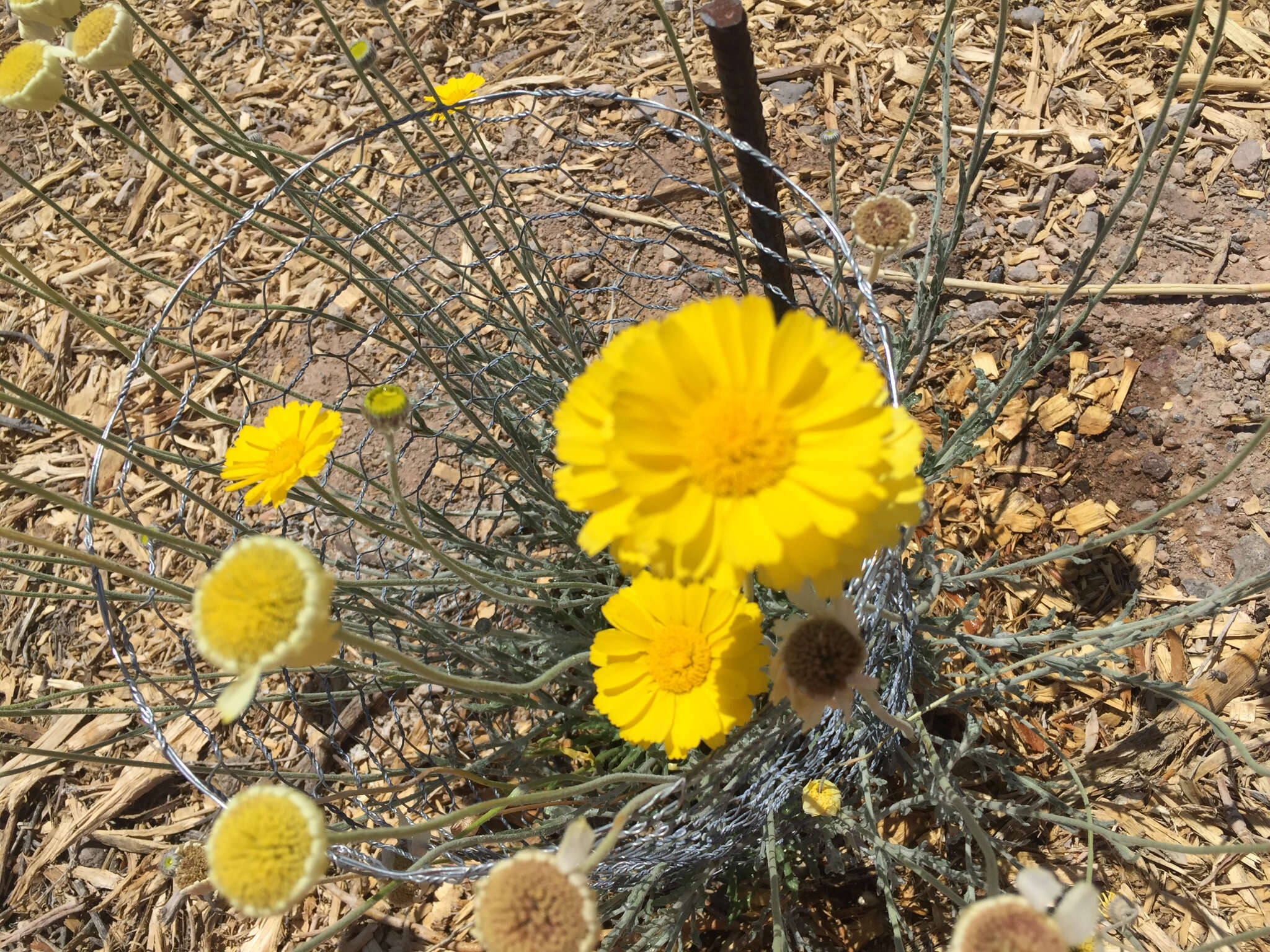 Image of desert marigold