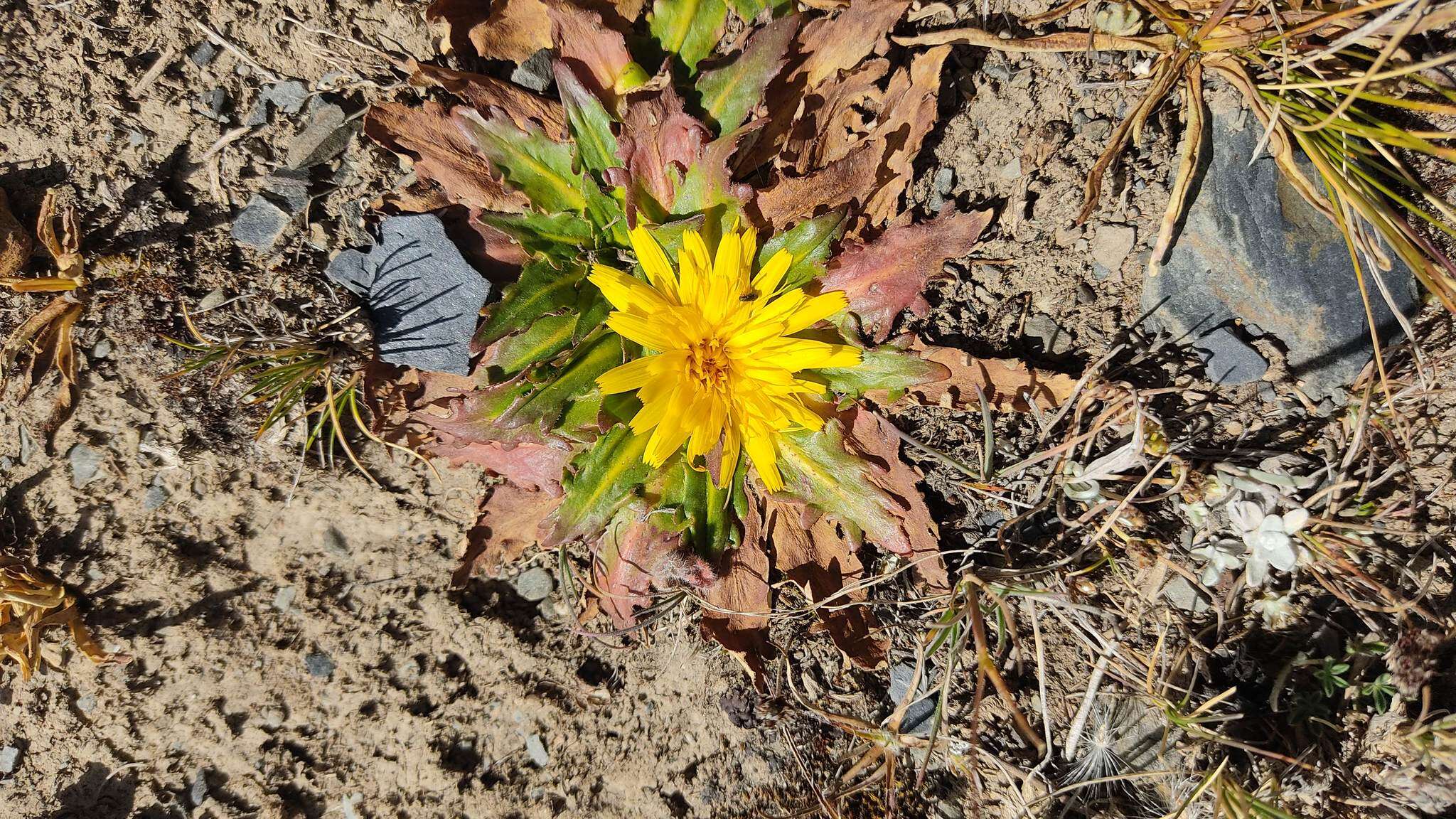 Image of Hypochaeris meyeniana (Walp.) Griseb.