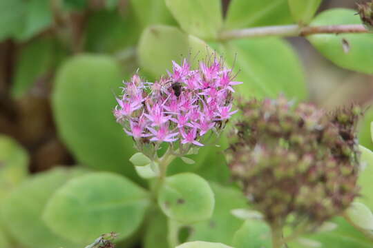 Sivun Hylotelephium spectabile (Boreau) H. Ohba kuva