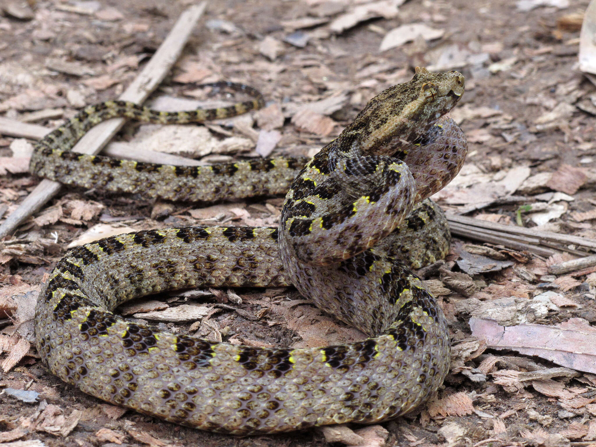 Protobothrops sieversorum (Ziegler, Herrmann, David, Orlov & Pauwels 2000) resmi