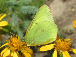 Image of Scudder's Sulphur