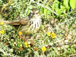 Image of Prinia maculosa exultans Clancey 1982