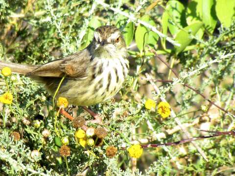 Image of Prinia maculosa exultans Clancey 1982