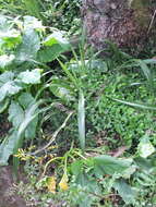 Image of Phormium cookianum subsp. hookeri (Gunn) Wardle
