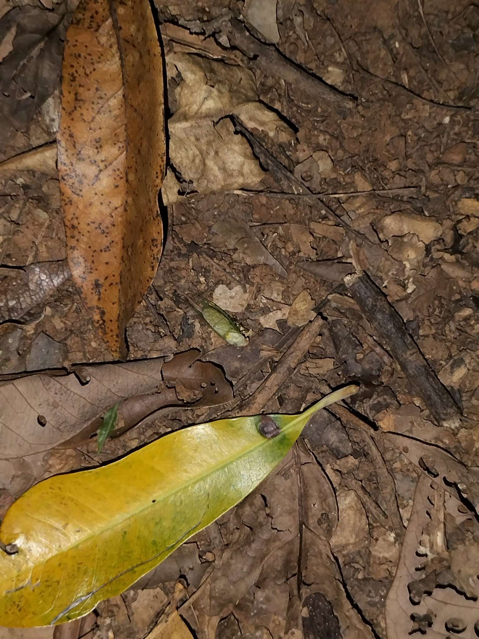 Plancia ëd Gymnotympana varicolor (Distant 1907)