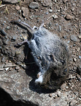 Image of Townsend's Vole