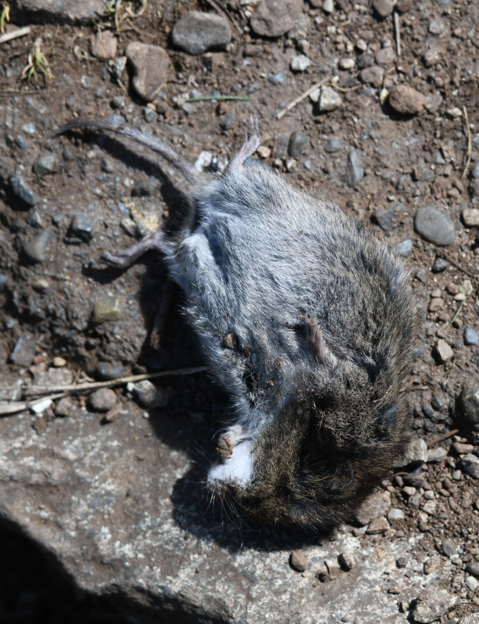 Image of Townsend's Vole