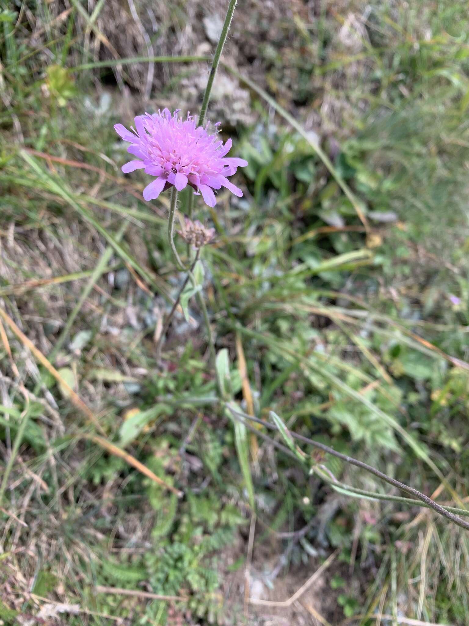 Image of Knautia transalpina (Christ) Briq.