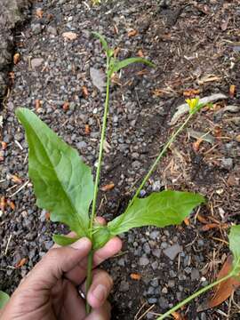 Image of endive daisy