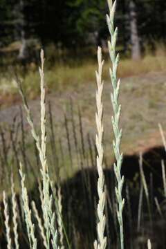 Image of Thinopyrum intermedium subsp. barbulatum (Schur) Barkworth & D. R. Dewey