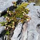 Erica banksia (Willd.) Andr.的圖片
