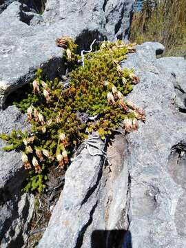 Image of Erica banksia (Willd.) Andr.