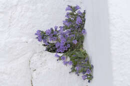 Image de Campanula hagielia Boiss.