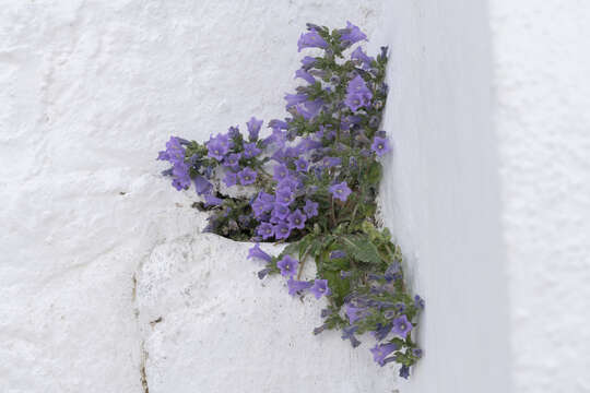 Campanula hagielia Boiss. resmi