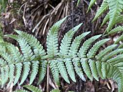 Image of Pacific Wood Fern