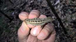 Image of Rose-bellied Lizard