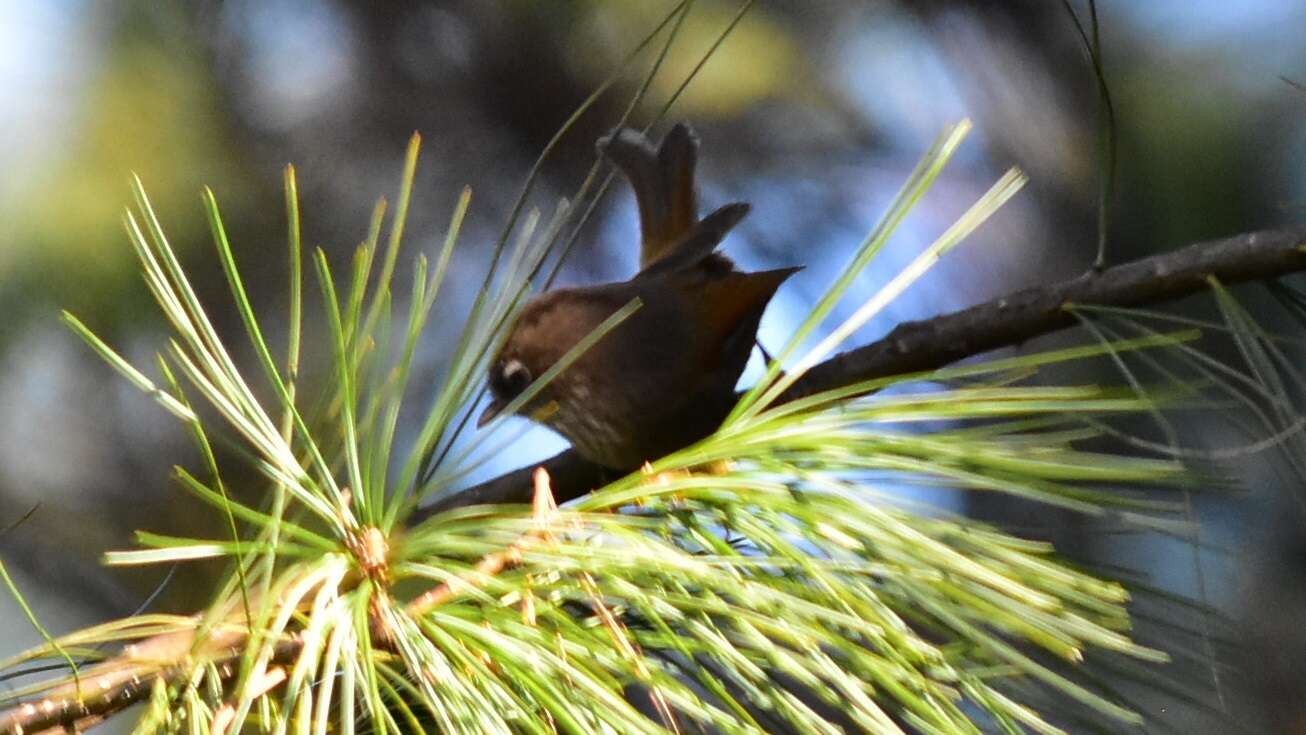 Imagem de Fulvetta formosana (Ogilvie-Grant 1906)