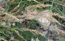 Plancia ëd Trisetum alpestre (Host) P. Beauv.