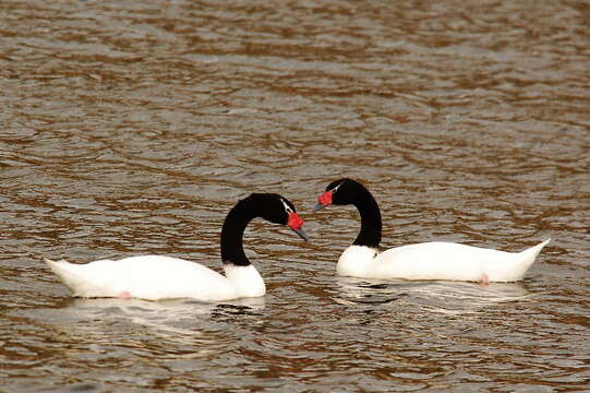 Image of Black-necked Swan